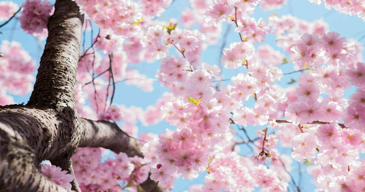Pink flowers